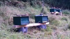 Bienenbeuten an einem Bienenstand im Herbst