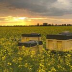 Bienenbeuten der ElbeDeerns in einem blühenden Rapsfeld während der Rapstracht bei Sonnenuntergang.