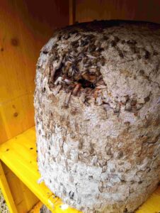 Honigbienen am Flugloch einer traditionellen Korbbeute der wesensgemäßen Bienenhaltung.