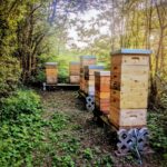 Bienenstand von Herr Honig (Uli Müller) im Wald bei Ingelheim mit mehreren Bienenvölkern in Holzbeuten für eine naturnahe und bienengerechte Imkerei.