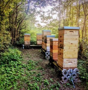 Bienenstand von Herr Honig (Uli Müller) im Wald bei Ingelheim mit mehreren Bienenvölkern in Holzbeuten für eine naturnahe und bienengerechte Imkerei.