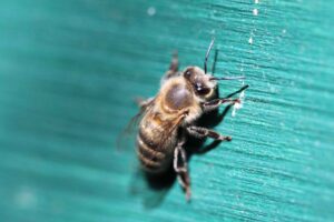 Honigbiene am Flugloch eines Bienenstocks kurz vor dem Einflug in das Bienenvolk.