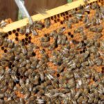 Brutwabe mit zahlreichen Honigbienen – starke Bienenvölker sind die Voraussetzung für die Gewinnung von Bienenluft.