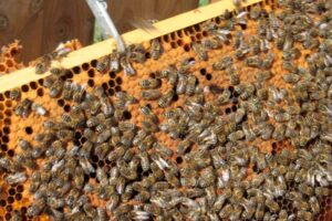 Brutwabe mit zahlreichen Honigbienen – starke Bienenvölker sind die Voraussetzung für die Gewinnung von Bienenluft.