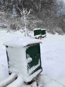 Eingeschneite Bienenvölker im Winter – auch in der kalten Jahreszeit kümmern sich Imker um ihre Bienenvölker.