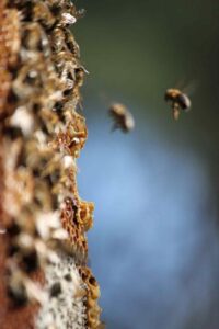 Honigbienen im Anflug auf eine natürliche Bienenwabe.