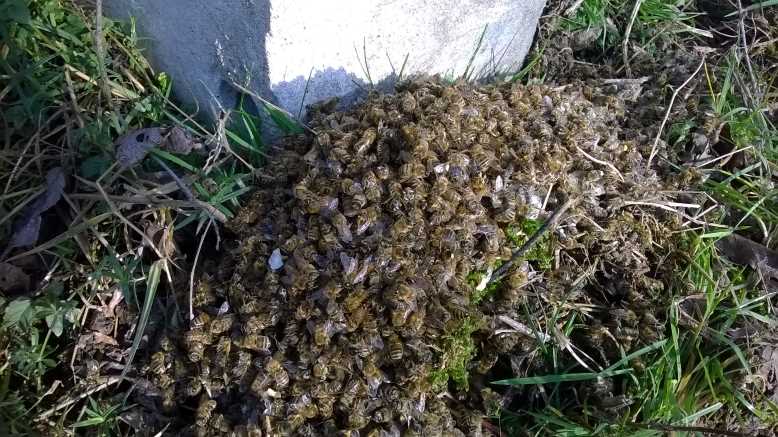 Ansammlung verendeter Honigbienen vor einem Bienenstock