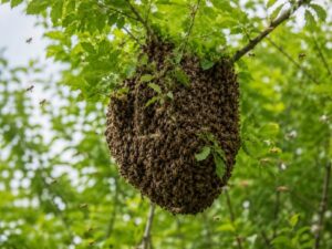 Bienenschwarm als dichte Traube in einem Baum – Honigbienen warten auf ein neues Zuhause.