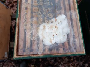Futterteig auf den Rähmchen eines Bienenvolkes zur Winternotfütterung, eine Imkerarbeit im Winter.