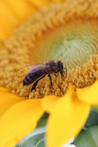 Honigbiene auf einer Sonnenblume im Sommer