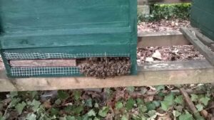 Bienen vor dem Flugloch eines Bienenstocks im Sommer und freihe Bahn für Imkerarbeiten im Sommer