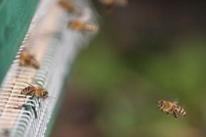 Honigbienen am Flugloch mit Mäuseschutzgitter im Herbst
