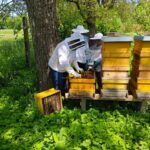 Imker der Bee Life Imkerei bei der Arbeit an ihren Bienenvölkern