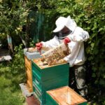 Michael bei der Durchsicht einer Honigwabe an einem Bienenvolk in Freiburg für seinen Sternwaldhonig.