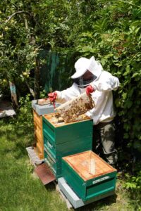 Michael bei der Durchsicht einer Honigwabe an einem Bienenvolk in Freiburg für seinen Sternwaldhonig.